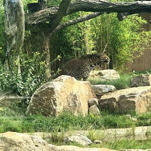 Tierpark Berlin- Javan leopard yawning- 2020