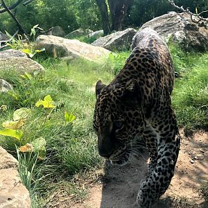 Tierpark Berlin- Javan leopard close up- 2020