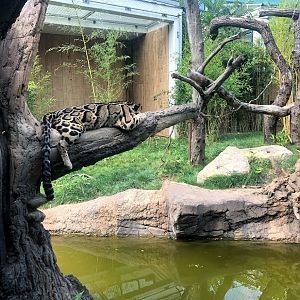 Tierpark Berlin- clouded leopard- 2020