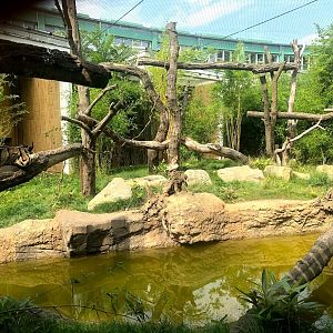 Tierpark Berlin- clouded leopard enclosure- 2020