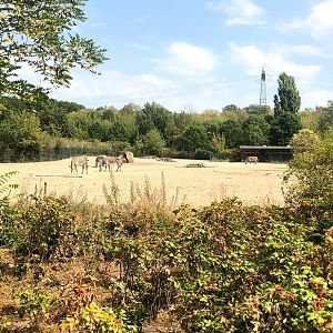 Tierpark Berlin- african savanna enclosure- 2020