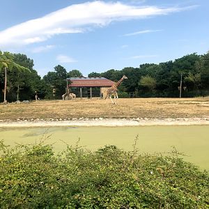 Tierpark Berlin- giraffe paddock- 2020