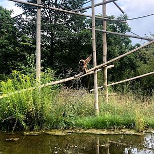 Tierpark Berlin- gibbon in outdoor enclosure- 2020