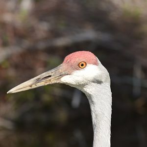 Sandhill Crane [2018]
