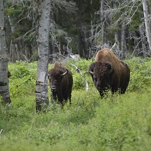 American Bison [2018]
