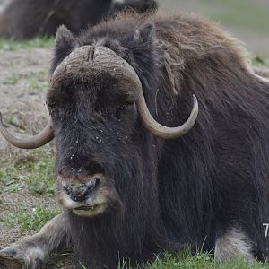 Muskox [2018]