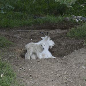 Mountain goat [2018]