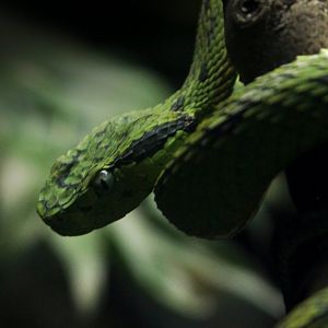 Yellow-blotched Palm Pit Viper (Bothriechis aurifer)