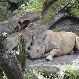 Black rhinoceros [2017]