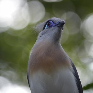 Crested Coua [2017]