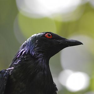 Metallic Starling [2017]