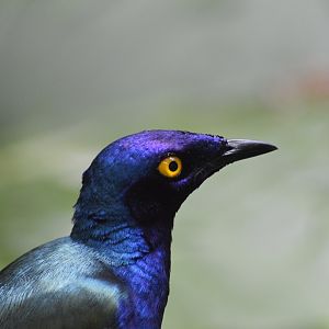 Purple Starling [2017]