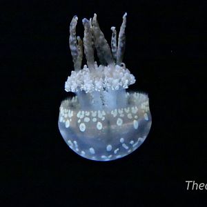 Spotted Jelly [2015]