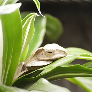 Borneo eared frog [2017]