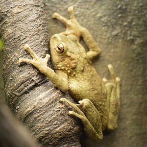 Boulenger's Asian tree toad [2017]