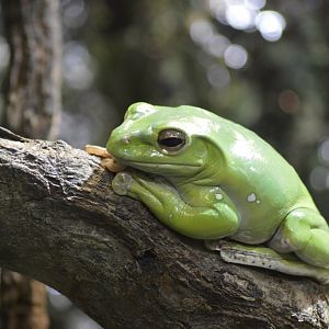 Chinese gliding frog [2017]