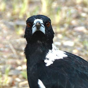 Magpie.