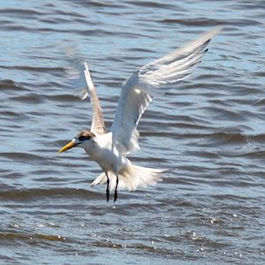 Crested tern.