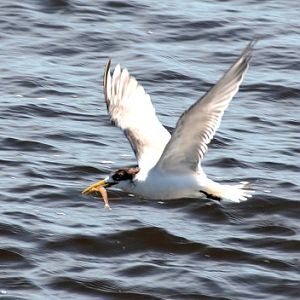 Crested tern with fish.