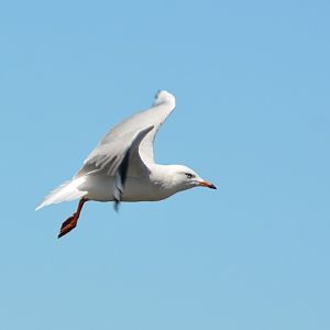 Silver gull.