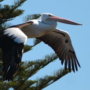 Pelican.