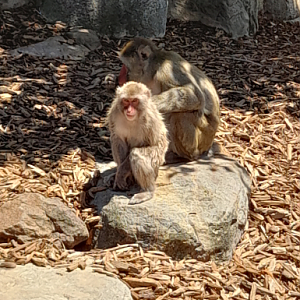Japanese Macaque - Launceston City Park