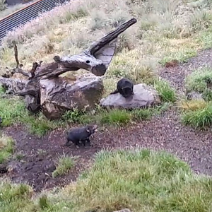 Tasmanian Devil - Devils@Cradle