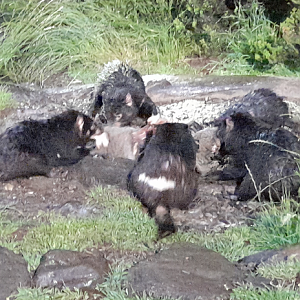 Tasmanian Devil - Devils@Cradle