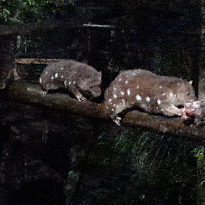 Spotted Quoll - Devils@Cradle
