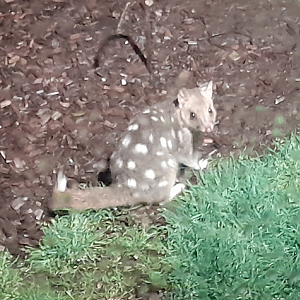 Spotted Quoll - Devils@Cradle
