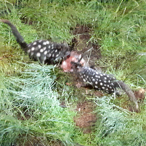 Eastern Quoll - Devils@Cradle
