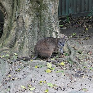 Parma Wallaby (Macropus parma)