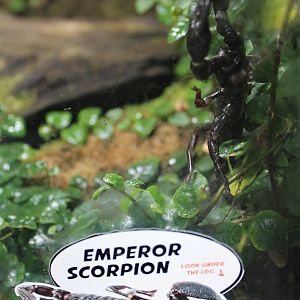 Emperor Scorpion (Pandinus imperator)