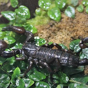 Emperor Scorpion (Pandinus imperator)