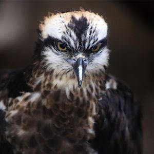 Osprey (Pandion haliaetus)