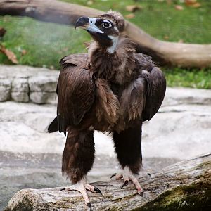 Cinereous Vulture
