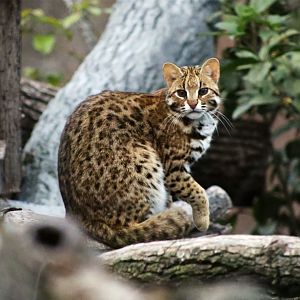 Leopard Cat