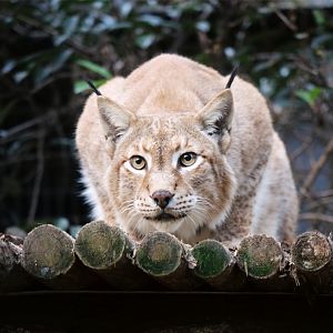 Eurasian Lynx