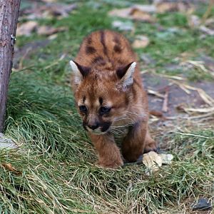 Cougar Cub