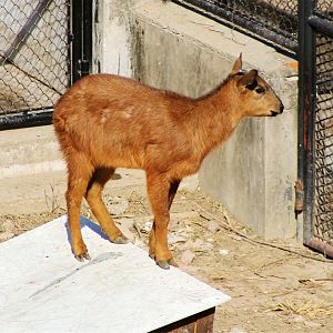 Red Goral (Naemorhedus baileyi)