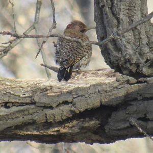 Northern flicker