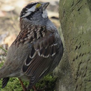 White throated sparrow