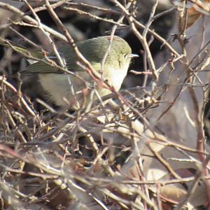 Ruby crowned kinglet