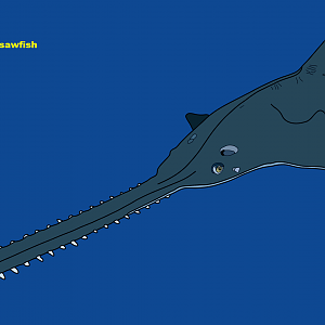 Largetooth sawfish (Pristis pristis)
