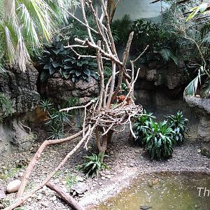 Matschie's tree-kangaroo - JungleWorld [2015]