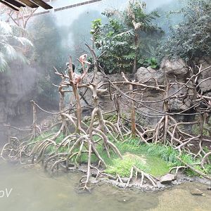 Javan lutung exhibit - JungleWorld [2015]