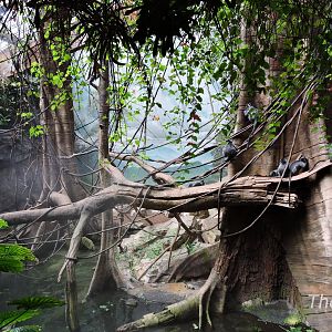 Silvery lutung exhibit - JungleWorld [2015]