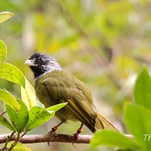 Collared Finchbill - JungleWorld [2015]