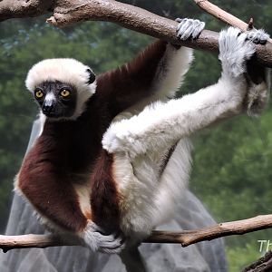 Coquerel's sifaka -  Madagascar! [2015]