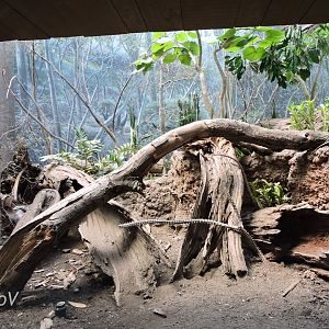 Ring-tailed vontsira exhibit -  Madagascar! [2015]